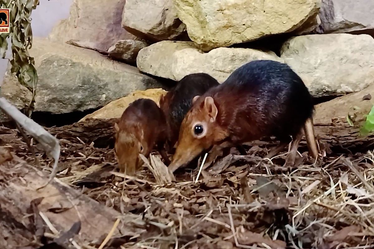 Mládě bércouna se dlouho schovávalo, nyní už dovádí s rodiči v Safari Parku