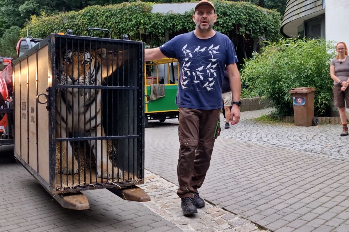 Zabavený tygr z nelegálního chovu míří z Liberce do Nizozemska. Doživotní domov získal v centru pro velké šelmy 