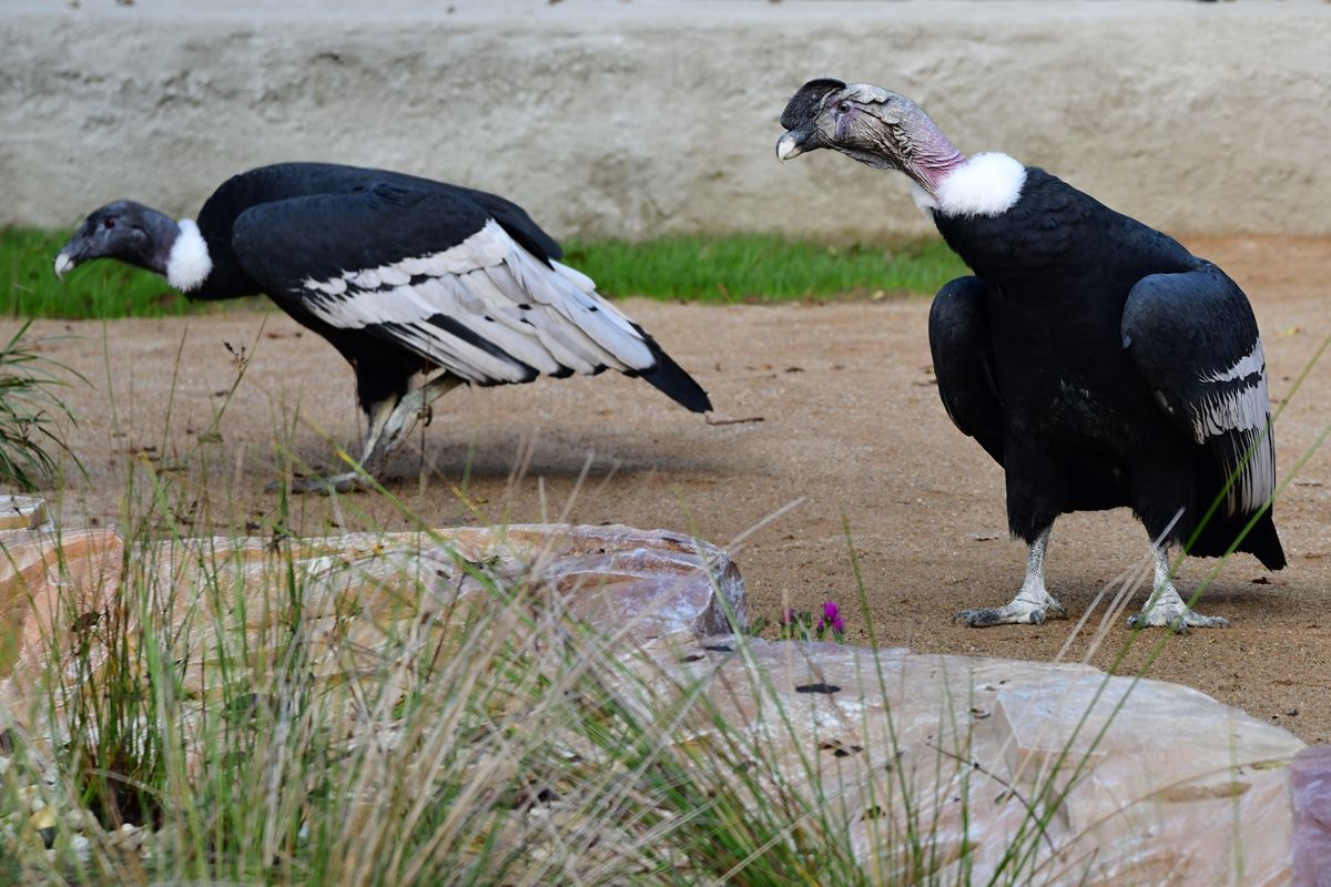 Olomoucká zoo otevřela novou obří voliéru. Je v ní dospělý pár kondorů andských