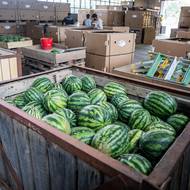 Klíčová otázka: Jak poznat zralý meloun? Podle farmáře má mít uschlou stopku a zřetelné místo, na kterém ležel. 