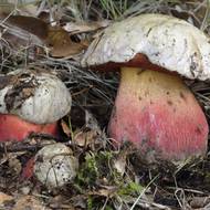 Hřib satan (Boletus satanas) je všeobecně známý svou jedovatostí, způsobuje úporné zvracení.