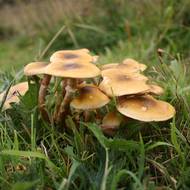 Čepičatka jehličnanová (Galerina marginata) je prudce jedovatá houba, obsahuje stejné amatoxiny jako muchomůrka zelená. 