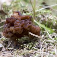Ucháč obecný (Gyromitra esculenta) patří rovněž mezi jedovaté houby, byť byl zhruba do 50. let minulého století pokládán za jedlý. 
