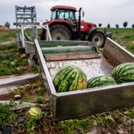 Speciální mechanice na sklizeň melounů v Libodřicích říkají „letadlo“. 