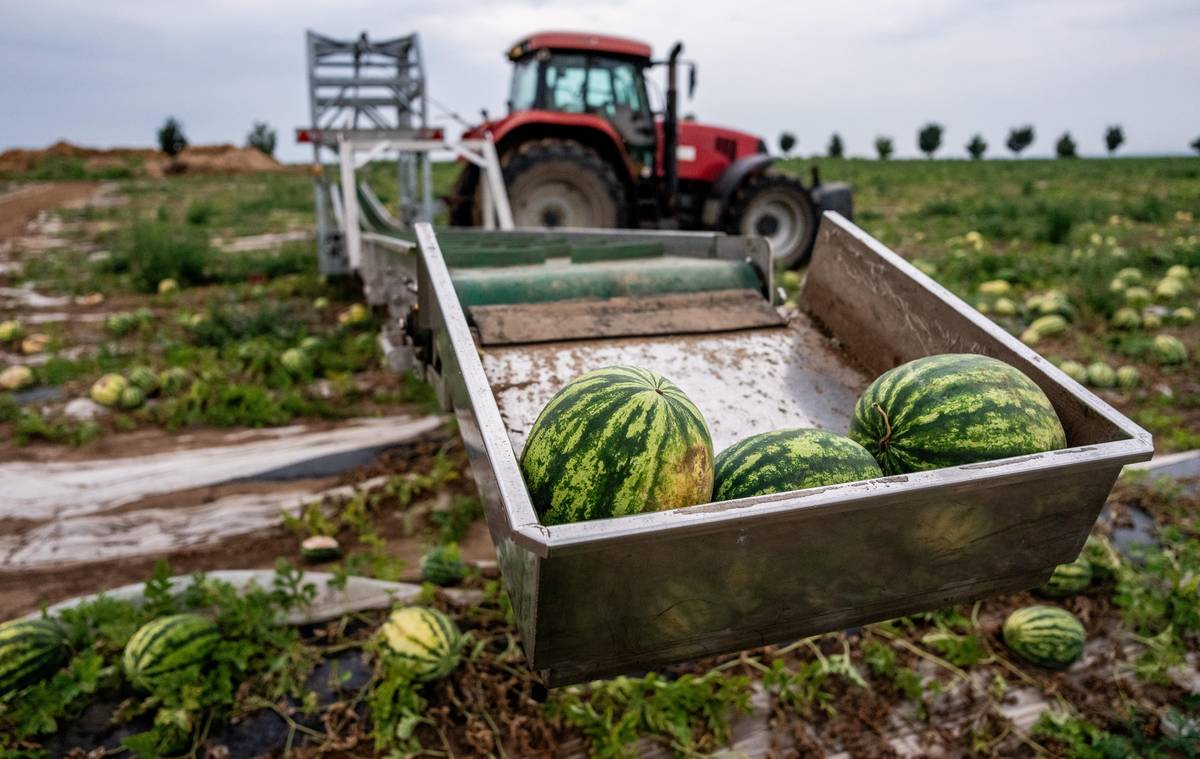 Speciální mechanice na sklizeň melounů v Libodřicích říkají „letadlo“.
