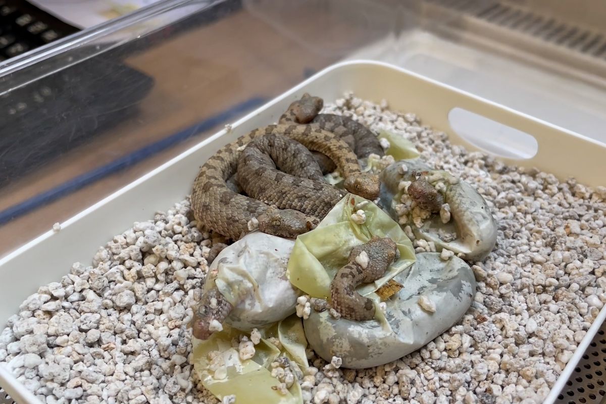 Světová rarita. V plzeňské zoo se vylíhla mláďata bizarního hada s dokonalými mimikry