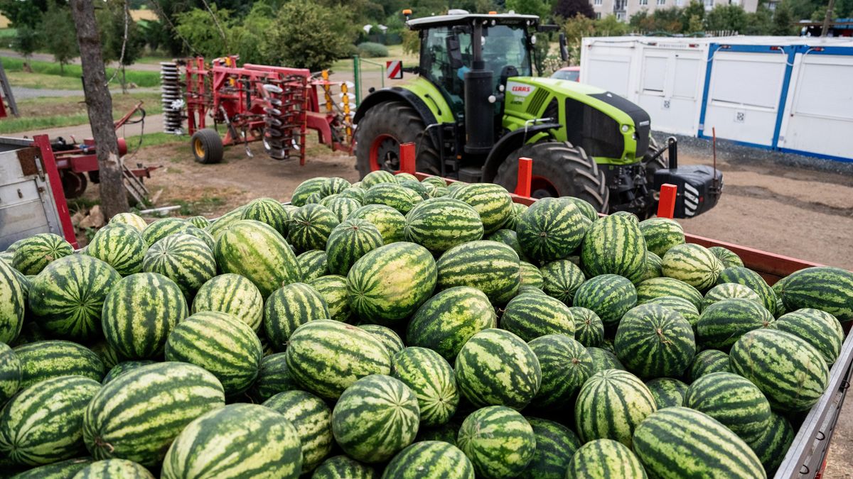 FOTO: Sklizeň vrcholí! České melouny jsou prý sladší než ty z jihu