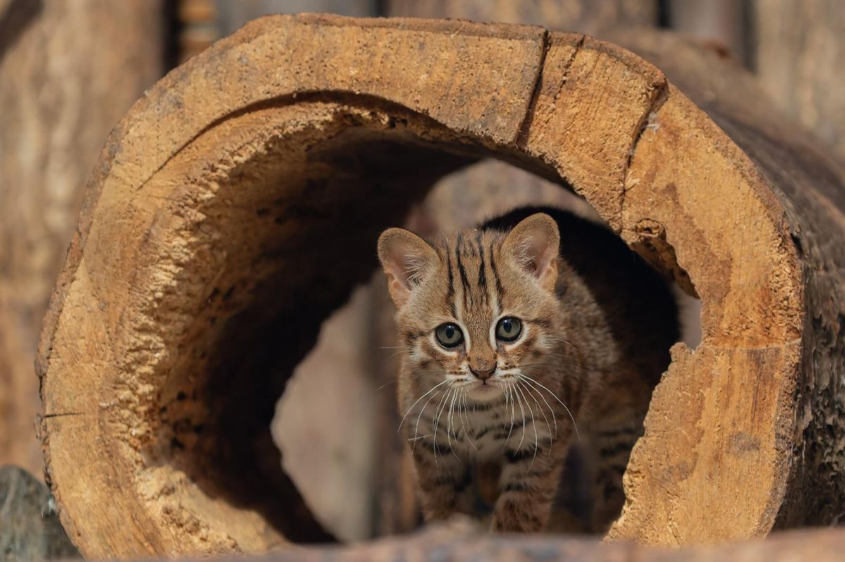 V ostravské zoo se radují z vzácného kotěte. Narodilo se nejmenší kočce světa
