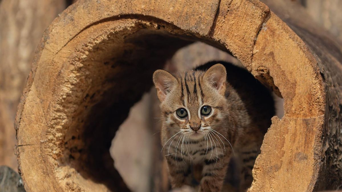 V ostravské zoo se radují z vzácného kotěte. Narodilo se nejmenší kočce světa