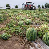 Lidé prý melouny nekradou, větším nepřítelem jsou zajíci. Proto pole chrání nízký plot. 