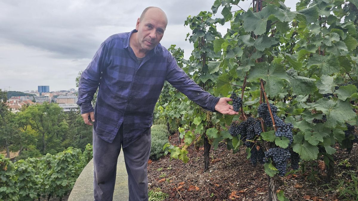 Přiopilé hrdličky se motaly u příprav na jedno z největších pražských vinobraní 