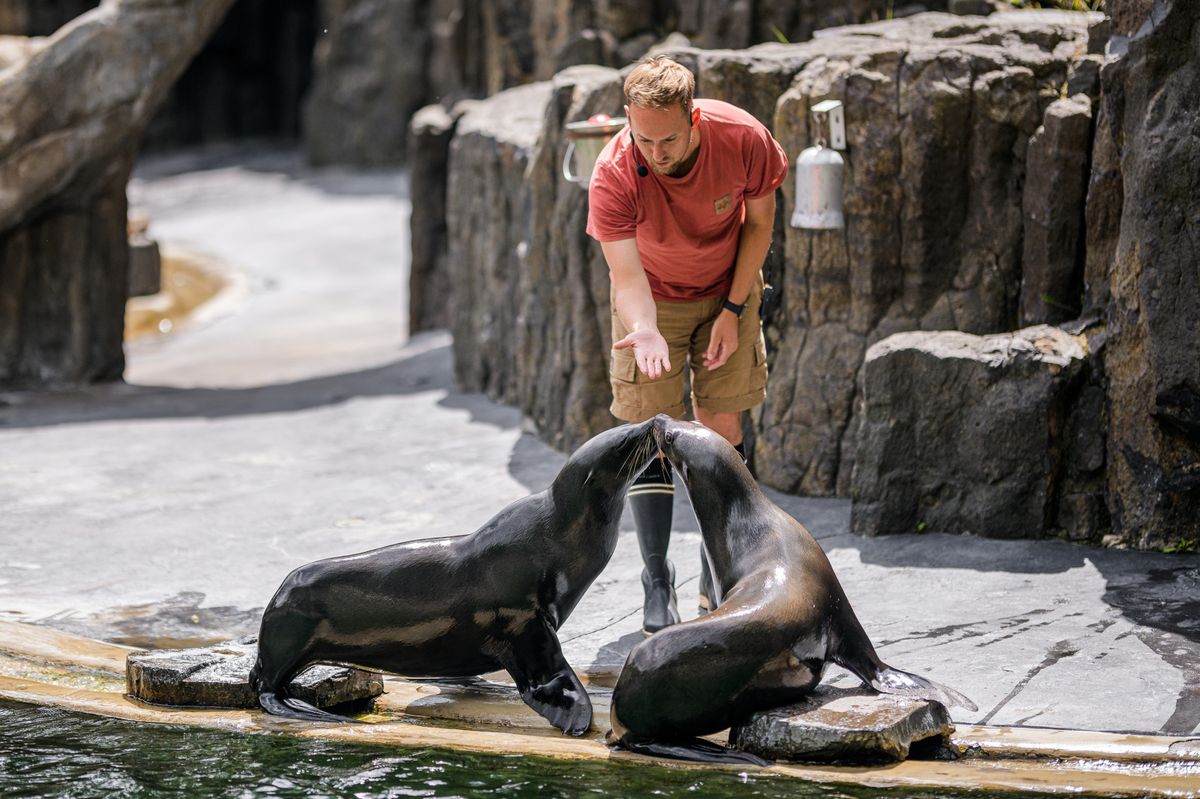 Od vlčice Lotty po gorily s poštovními známkami. Zoo Praha oslaví 94 let i s kapelou Sto zvířat