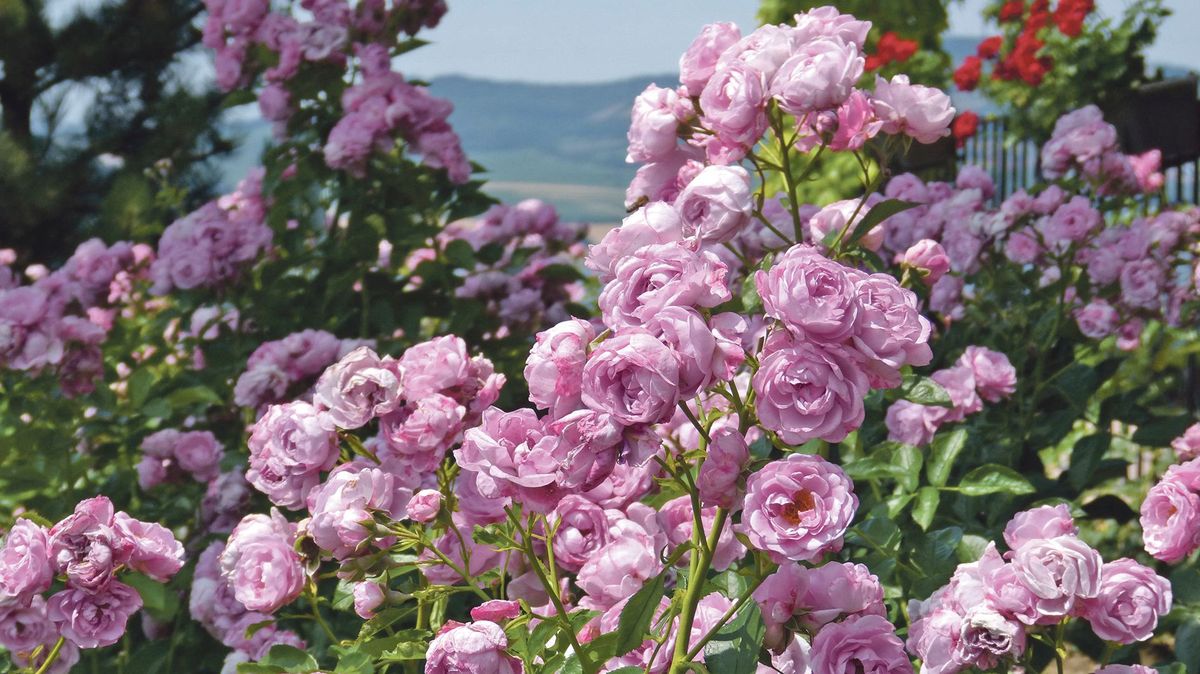 Růže, které pokvetou až do zámrazu