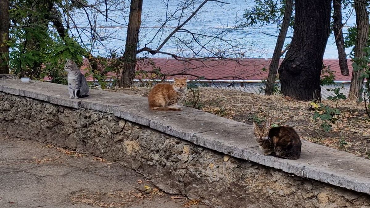 Válečné kočky obléhají Oděsu, na pobřeží je odkládají lidé prchající ze země
