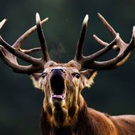 Jeleni, králové českých lesů