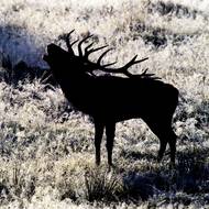 Nejaktivnější jsou jeleni ráno a k večeru. Z pohledu fotografa jsou nejvhodnější ranní a dopolední hodiny. 