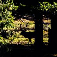 Během říje se mění sociální struktura. Z jelenů se stávají samotáři. 