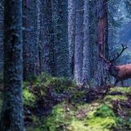 Dospělý jelen může vážit klidně i přes dvě stě kilogramů…