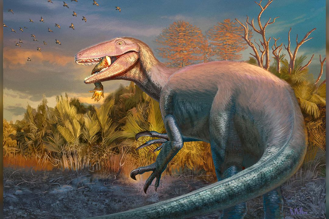 V Patagonii objevili nový druh megaraptora s kostí krokodýla v tlamě