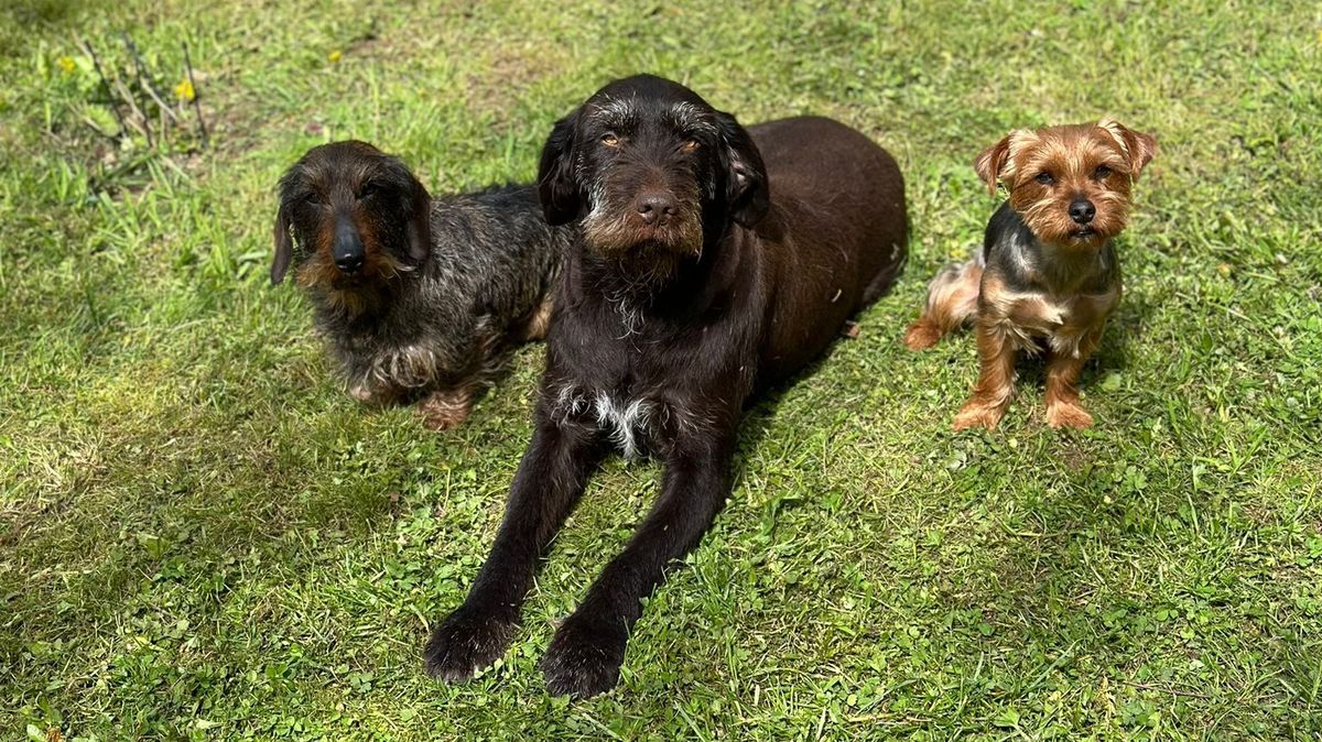 Na zahradách nacházejí otrávené maso. Za dopadení traviče psů vypsala obec na Chebsku odměnu