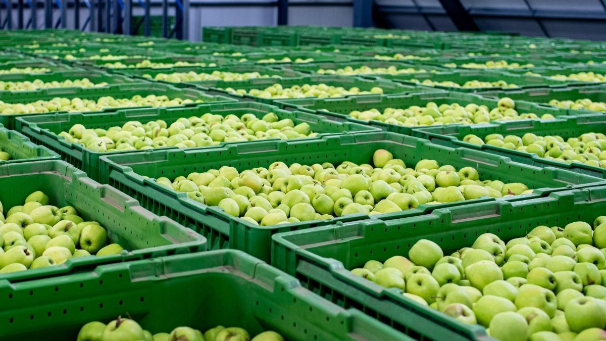 Česká jablka ve studii ekologů: Více škodlivých látek, ale hluboko pod limity