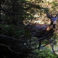 I mladí jeleni se chtějí zapojit, ale musí si dávat pozor. Věk jelena se pozná podle velikosti paroží. 