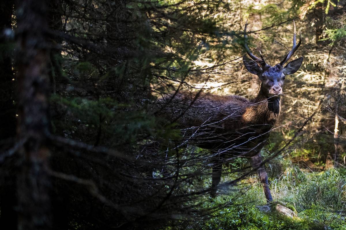 I mladí jeleni se chtějí zapojit, ale musí si dávat pozor. Věk jelena se pozná podle velikosti paroží.