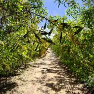 Chvílemi vede i rozkvetlými háji, podél lesů a luk.