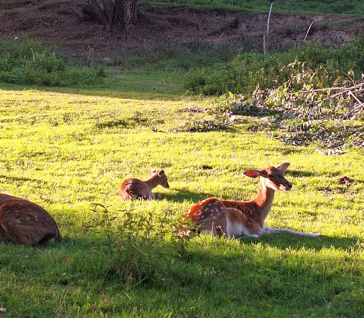 Daňci a mufloni si v oboře žijí poklidně. Pokud se zrovna nepřipletou do cesty mohutnému jelenovi.