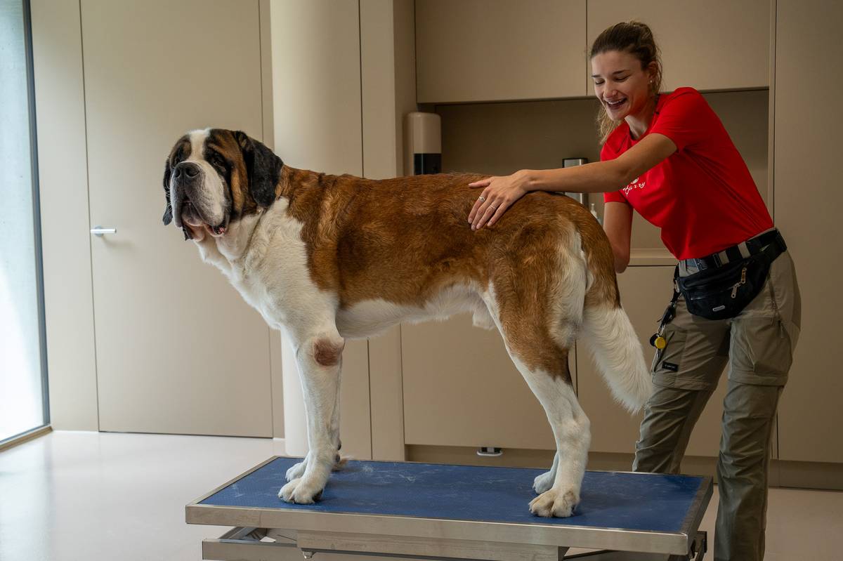 Bernardýni se v zábavním parku mají jako v bavlnce.