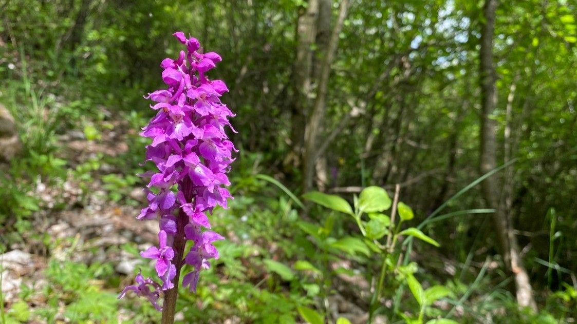 Na Ještědském hřebeni objevili největší naleziště vzácné orchideje v Libereckém kraji