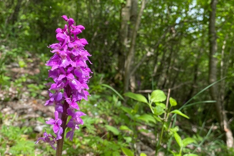Na Ještědském hřebeni objevili největší naleziště vzácné orchideje v Libereckém kraji 