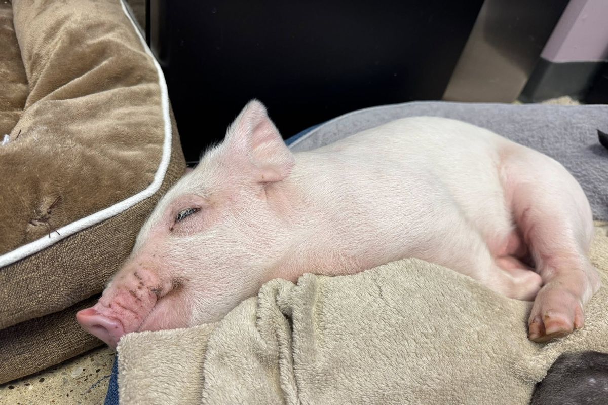 Selátko vyskočilo z kamionu a vydalo se do světa. Na jatkách už neskončí