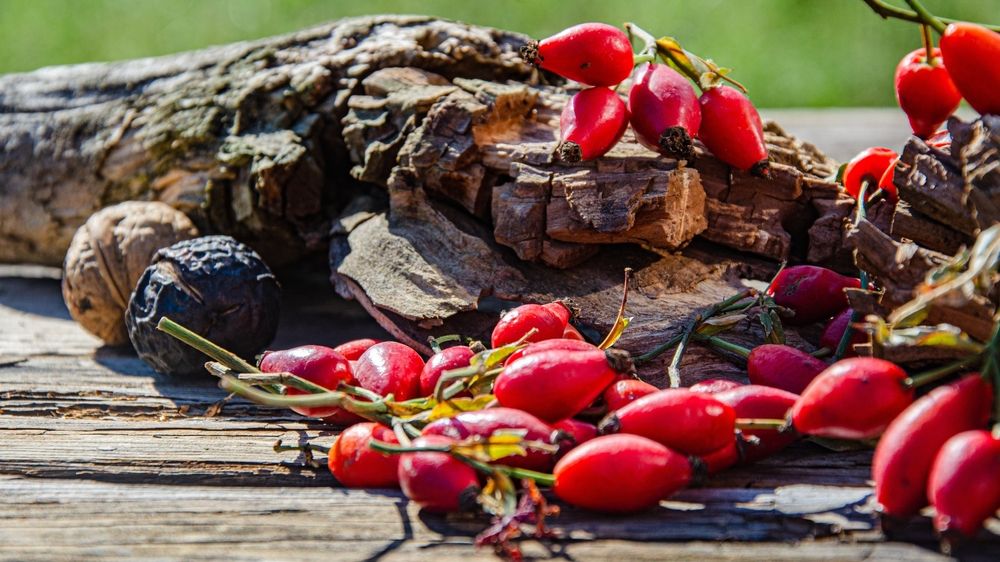 Jak zpracovat šípky? Zapomeňte na sušení, mražené jsou mnohem účinnější