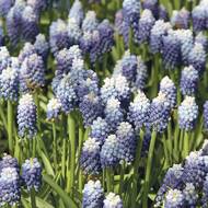 Modřence jsou nezmaři, kteří se snadno sami šíří po zahradě.