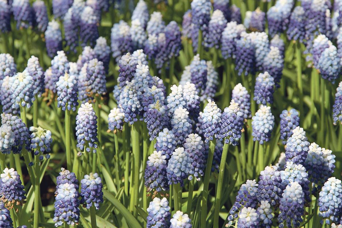 Modřence jsou nezmaři, kteří se snadno sami šíří po zahradě.