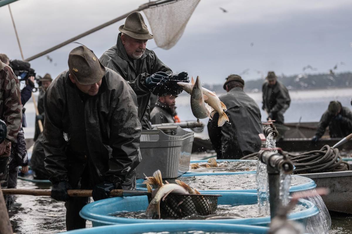 Jako první se ze sítí dostanou dravé ryby. Štiky, sumci, candáti.