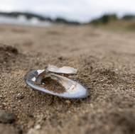 Na nízkou hladinu přehrady doplácejí sladkovodní mlži.