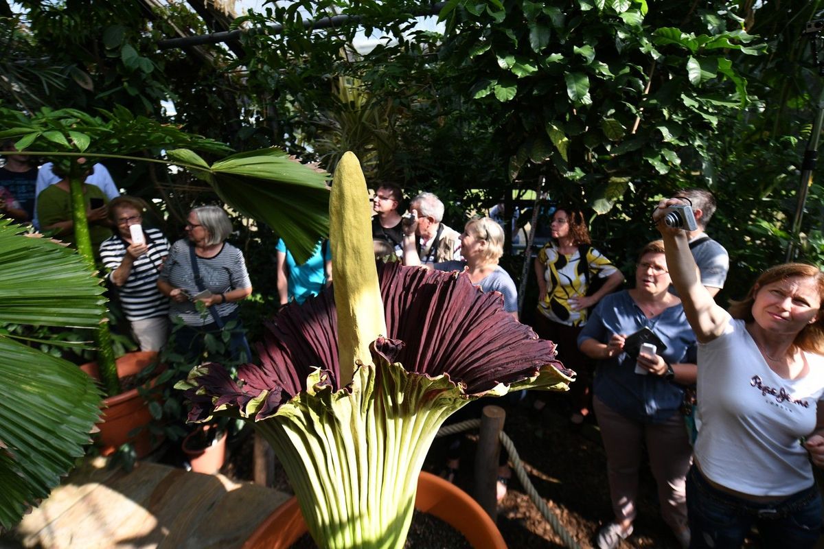 Z botanické zahrady v Dortmundu zmizela nejsmradlavější rostlina na světě