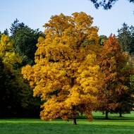 Park založil v roce 1885 hrabě Arnošt Emanuel Silva-Tarouca a najdete v něm kromě lesa s cizokrajnými dřevinami také volné louky či rozlehlé Alpinum.
