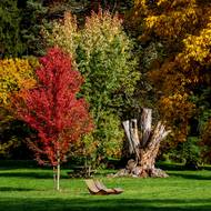 V Průhonickém parku naleznete více než 1600 druhů dřevin.