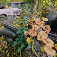 Výrobky člověka si postupně bere zpátky příroda, v lepším stavu by přitom auta měla velkou cenu. 