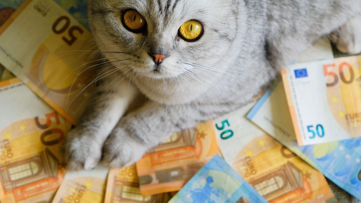 Muž v Turecku souhlasil, že bude platit alimenty na kočky