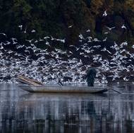 Slétají se k vypuštěnému rybníku a hodují na malých rybkách.