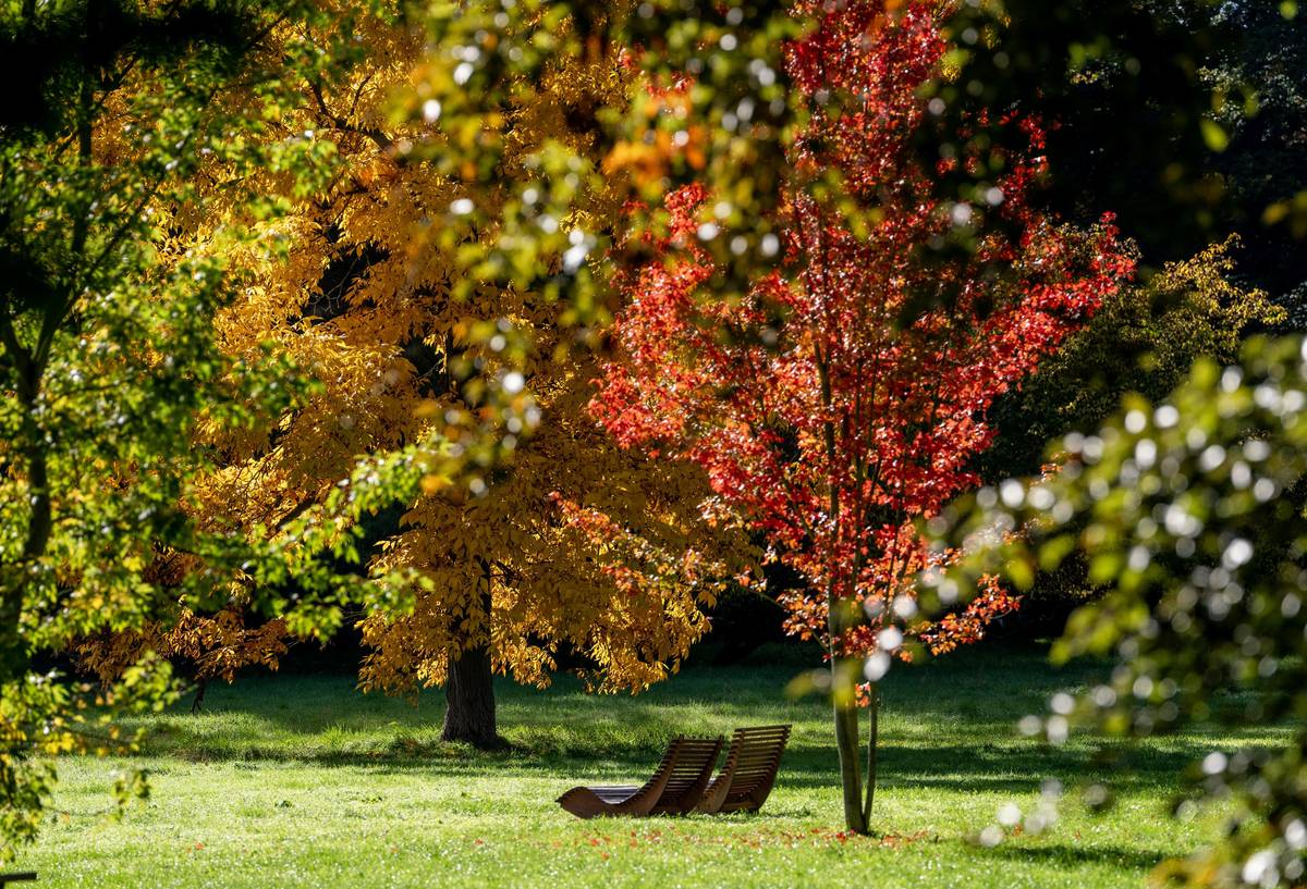 Listí dřevin začíná žloutnout přirozeně na podzim, protože rostlina rozkládá chlorofyl a odhaluje žluté pigmenty jako přípravu na zimu.
