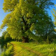 Záhořský dub Ochránce