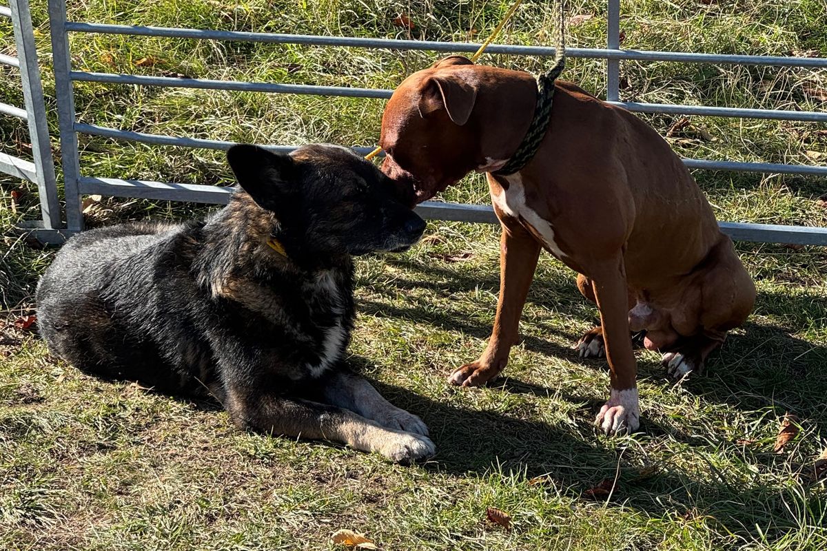 Po dalším útoku psů zůstaly v ohradě v Brně zkrvavené březí ovce