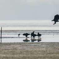 Dnes zde trvale hnízdí nejméně 10 párů.
