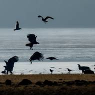 Rybníky jsou na Třeboňsku pro orla hlavním lovištěm.