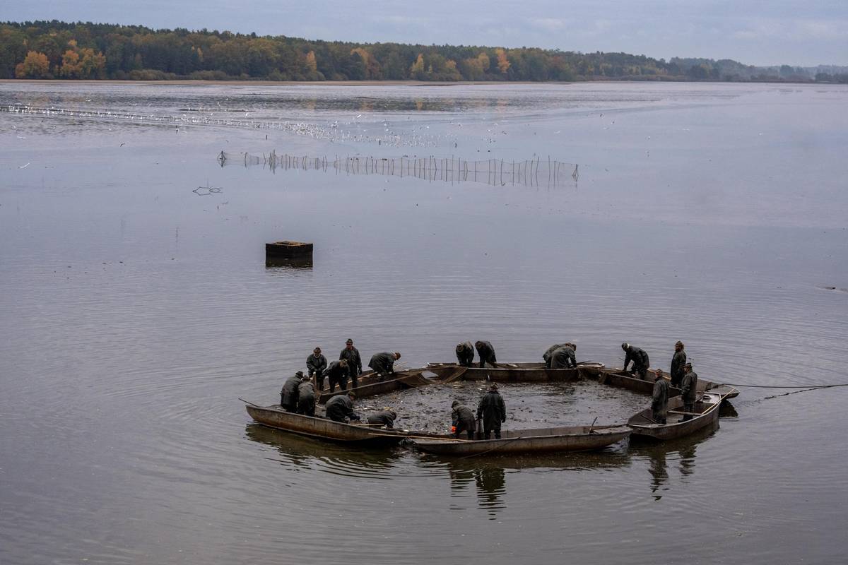 Celý zátah se během výlovu zopakuje několikrát.